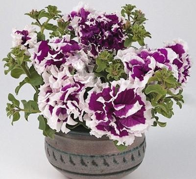 Petunia Double Pirouette Purple F1